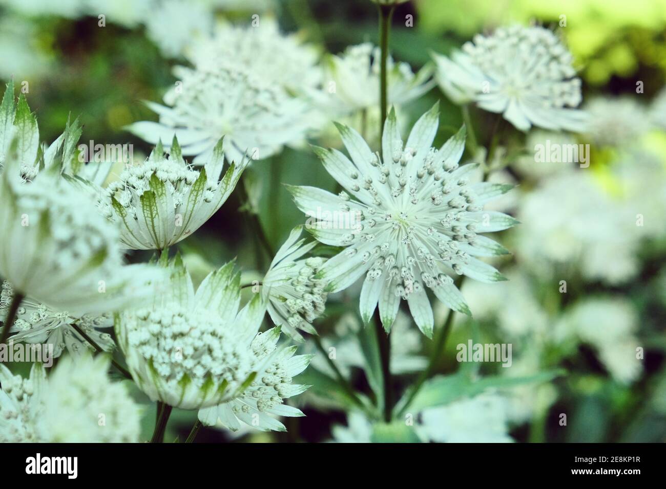 Astrantia masterwort major 'Shaggy' blooming in the sunlight Stock Photo