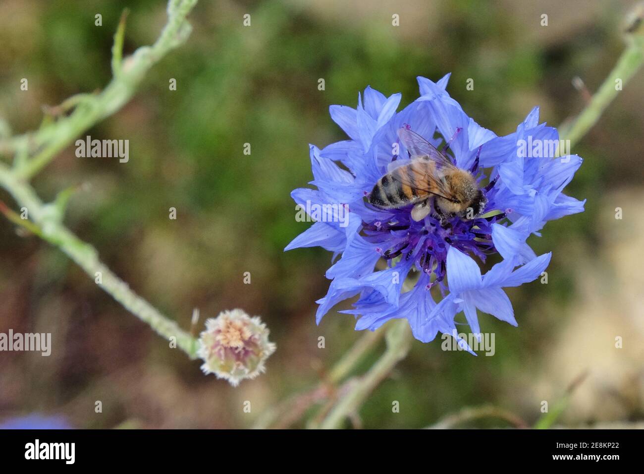 A honey bee on a blue cornflower (bachelor's button)  in flower during the summer Stock Photo