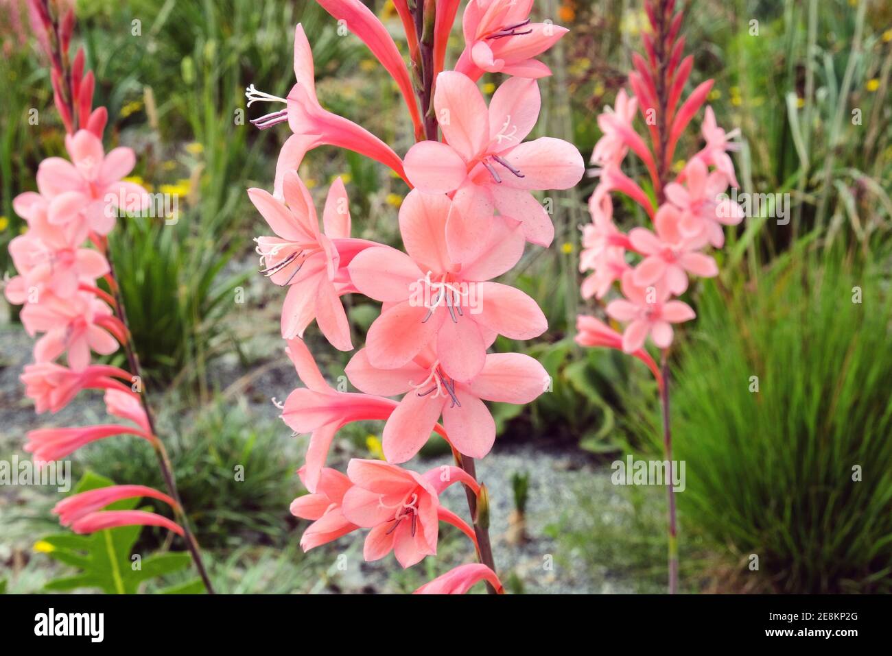 Pink peach coloured Watsonia in flower during the summer months Stock Photo