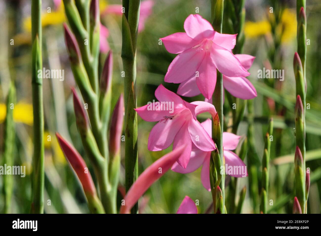 Pink coloured Watsonia 'Tresco Dawrf Pink' in flower during the summer months Stock Photo