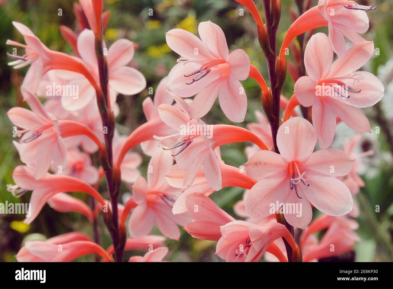 Pink peach coloured Watsonia in flower during the summer months Stock Photo