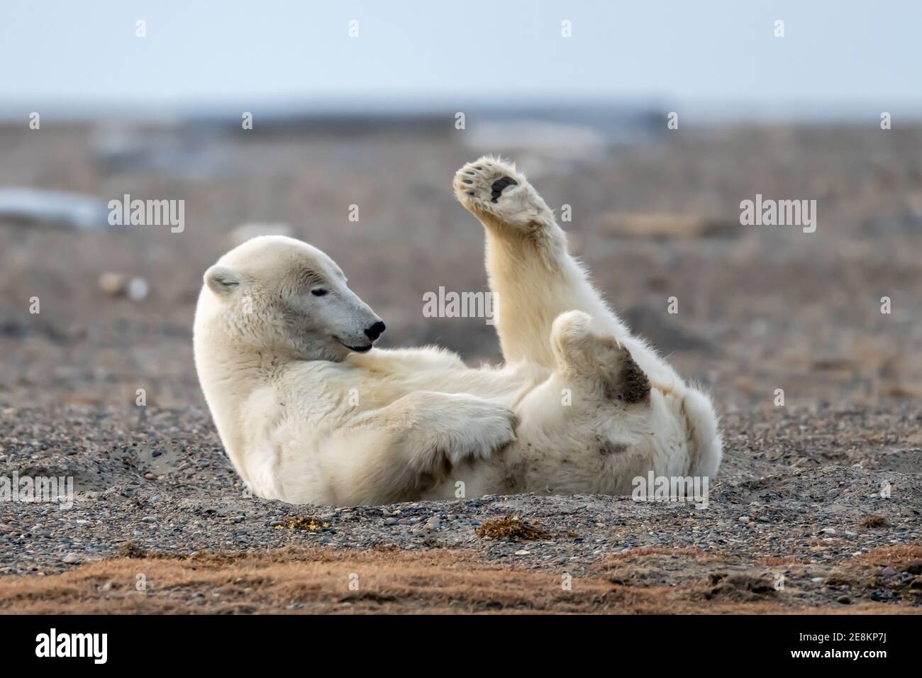 Playful Polar bear (Ursus maritimus) in the Arctic Circle of Kaktovik, Alaska Stock Photo