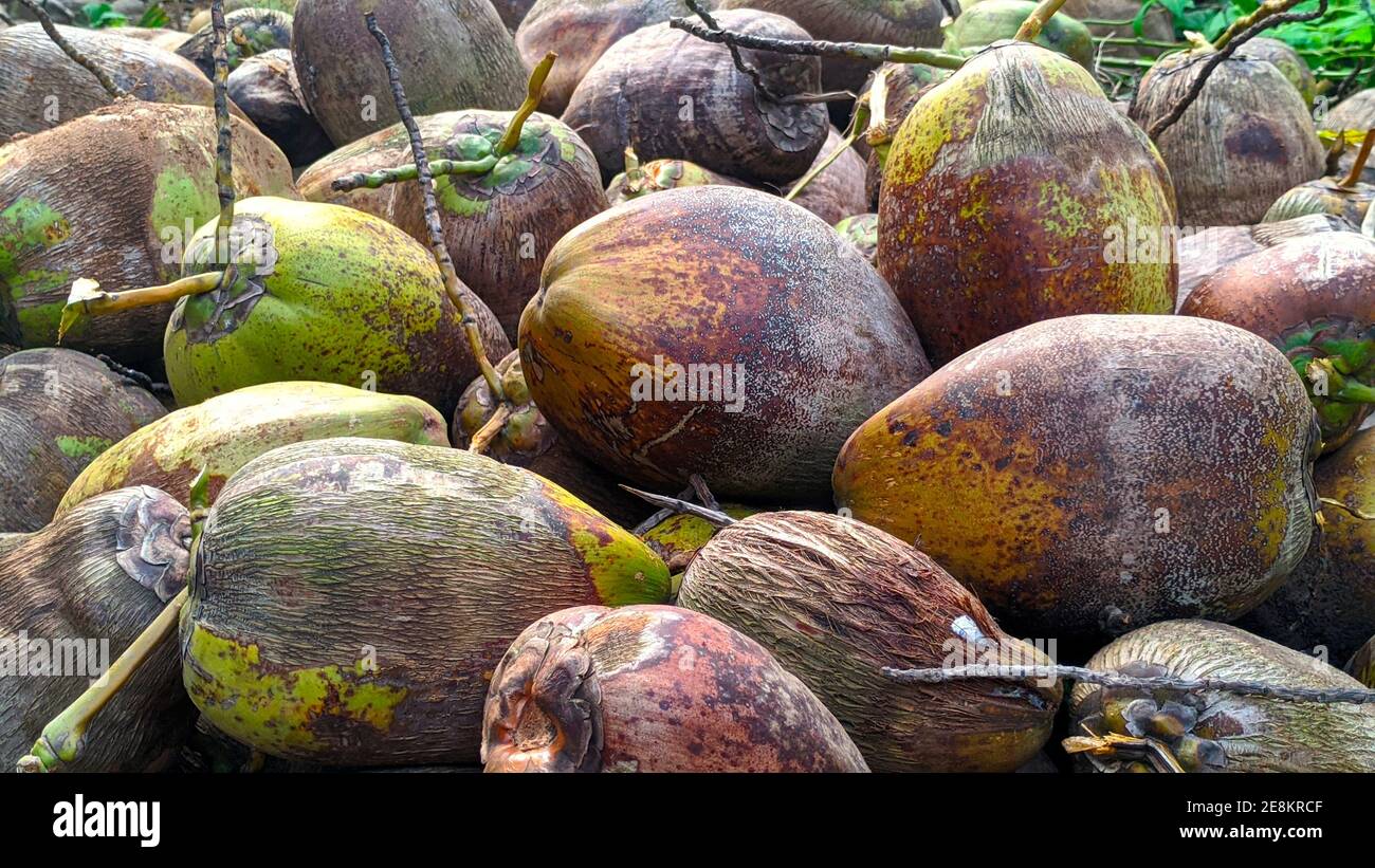 coconuts in different colors in yard Stock Photo