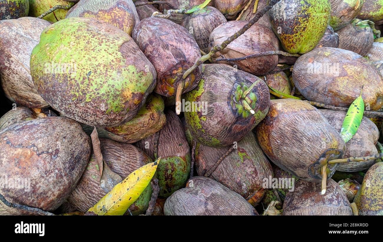 heap of raw coconuts in yard Stock Photo