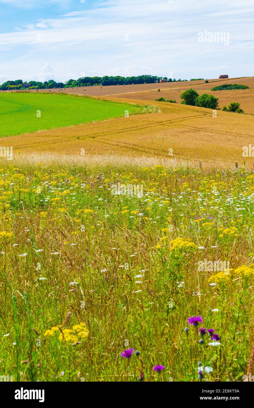 The land of St Margarets bay village with wheat fields and bales of straw,Kent,UK Stock Photo