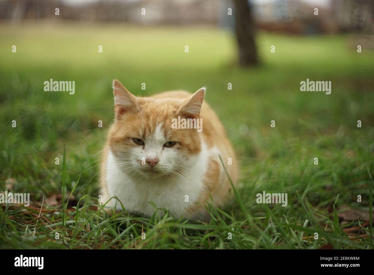 Fluffy ginger white cat rest on green grass in the garden Stock Photo