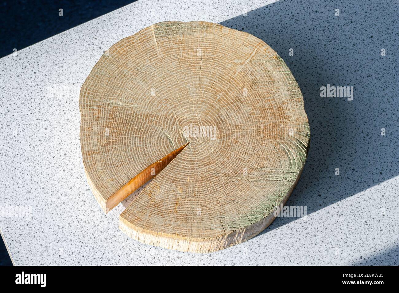 Cross section of the trunk of a tree, clearly showing the annual rings Stock Photo