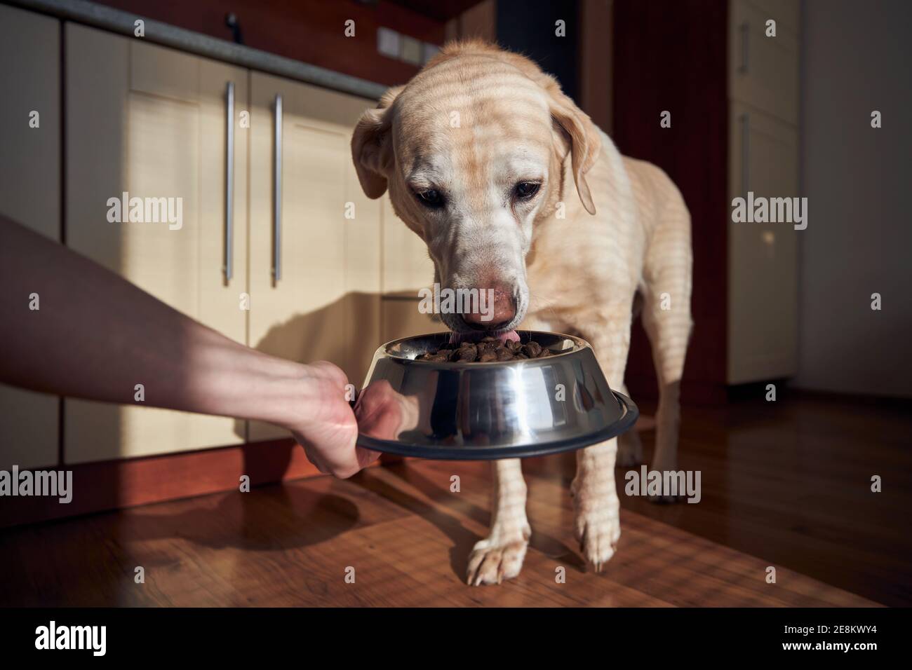 Pet owner feeding of hungry dog. Labrador retriever eating granule from metal bowl at home. Stock Photo