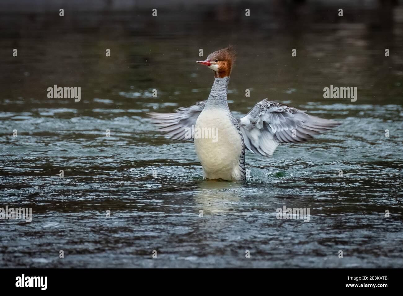 A female Common Merganser duck (Mergus merganser) making a splash