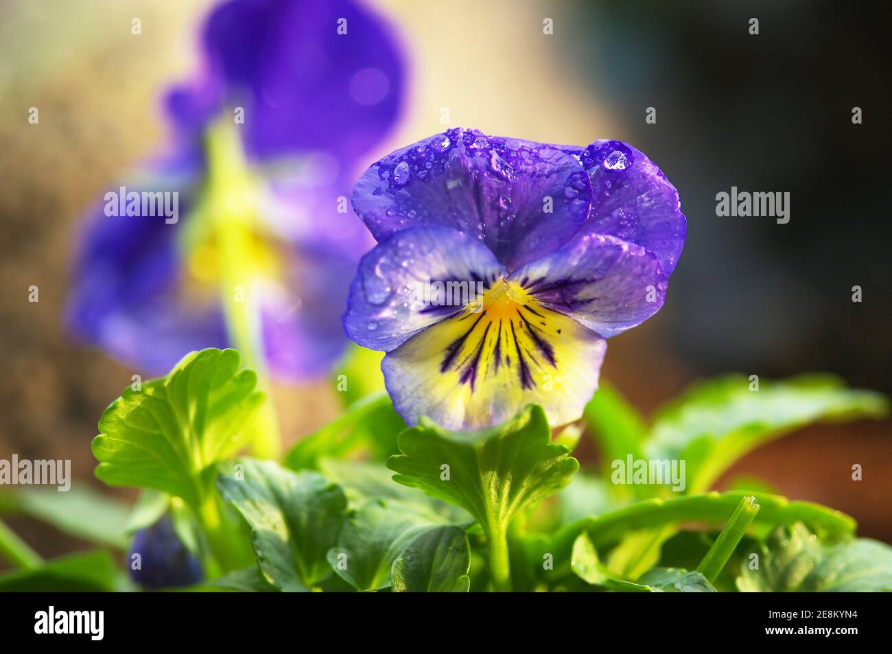 Purple and yellow garden pansy (Viola) with raindrops. Stock Photo