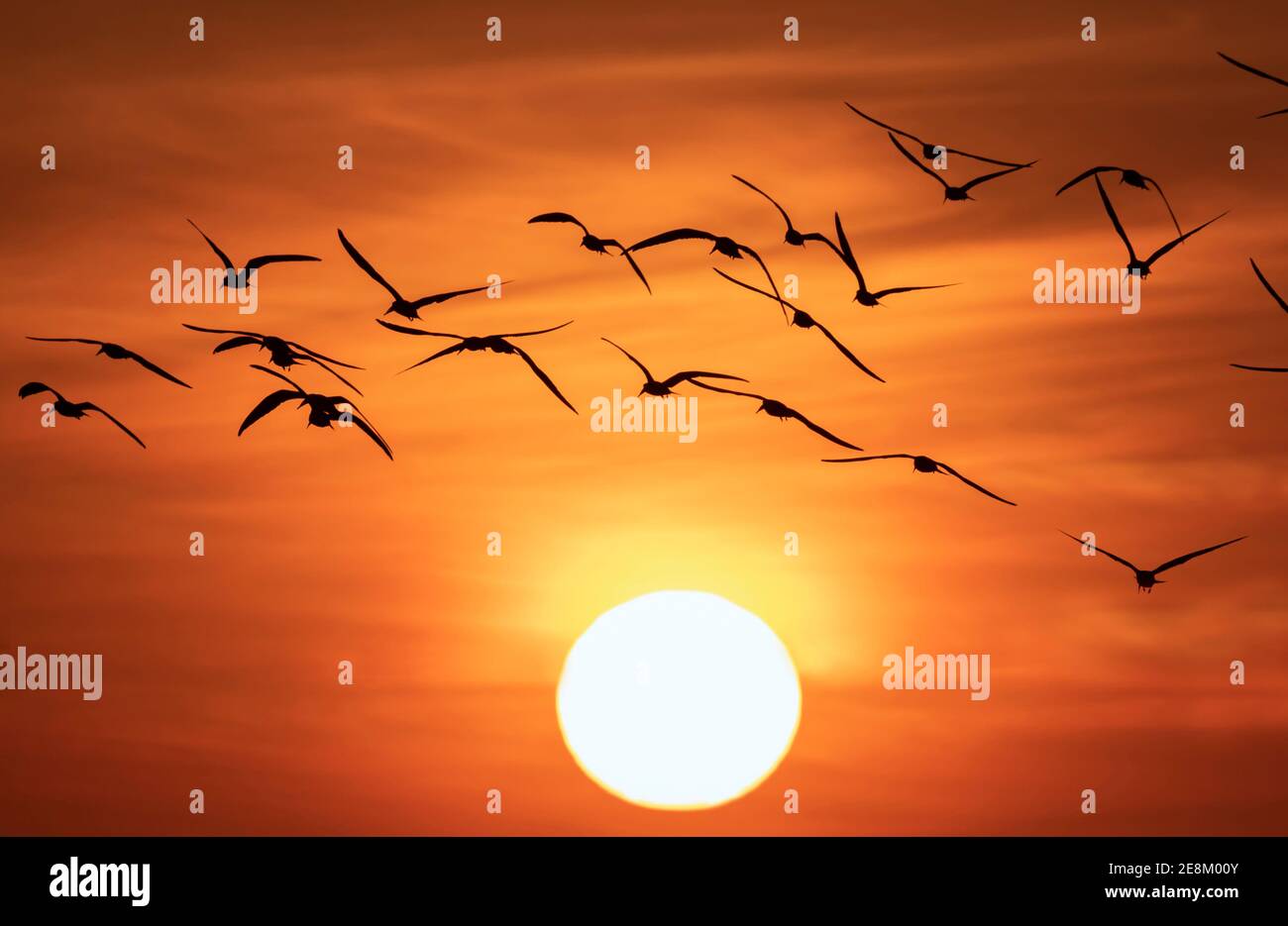 Flock of shorebirds (black skimmers) flying towards the setting sun, Galveston, Texas, USA. Stock Photo