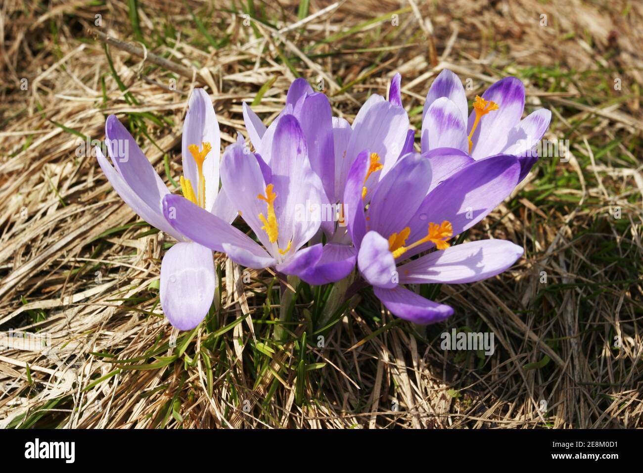 crocus Stock Photo