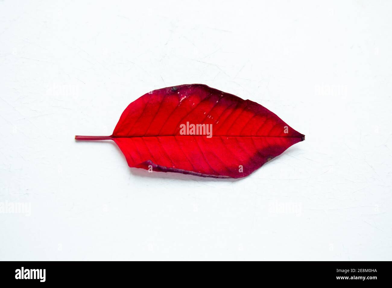 Withered leaf of Poinsettia (Euphorbia pulcherrima) on a white surface Stock Photo