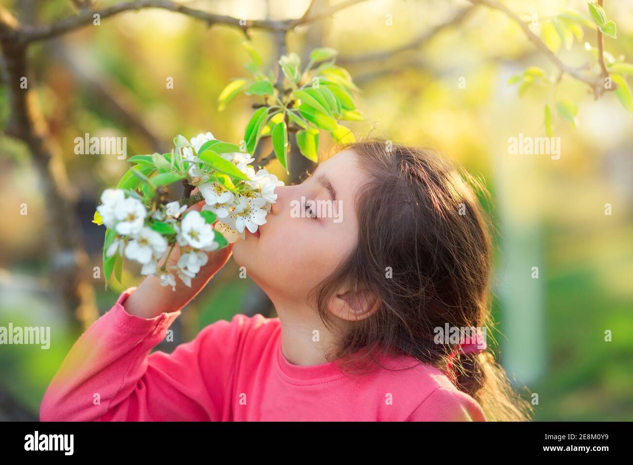 Beautiful little girl with blooming apple flowers. Happy cute kid having fun outdoors at sunset. Stock Photo