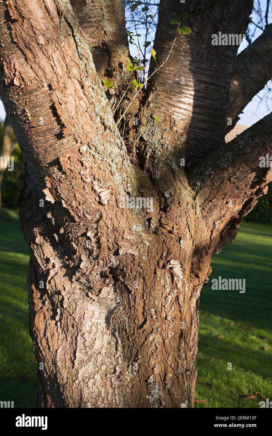Rough textured bark on a Prunus avium or Wild Cherry tree wth evidence of a self-seeded gooseberry bush growing in the fork between branches of the tr Stock Photo