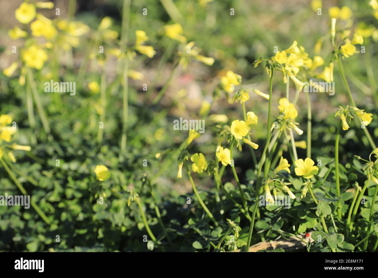 Oxalis pescaprae yellow flowers has this invasive wild flower called