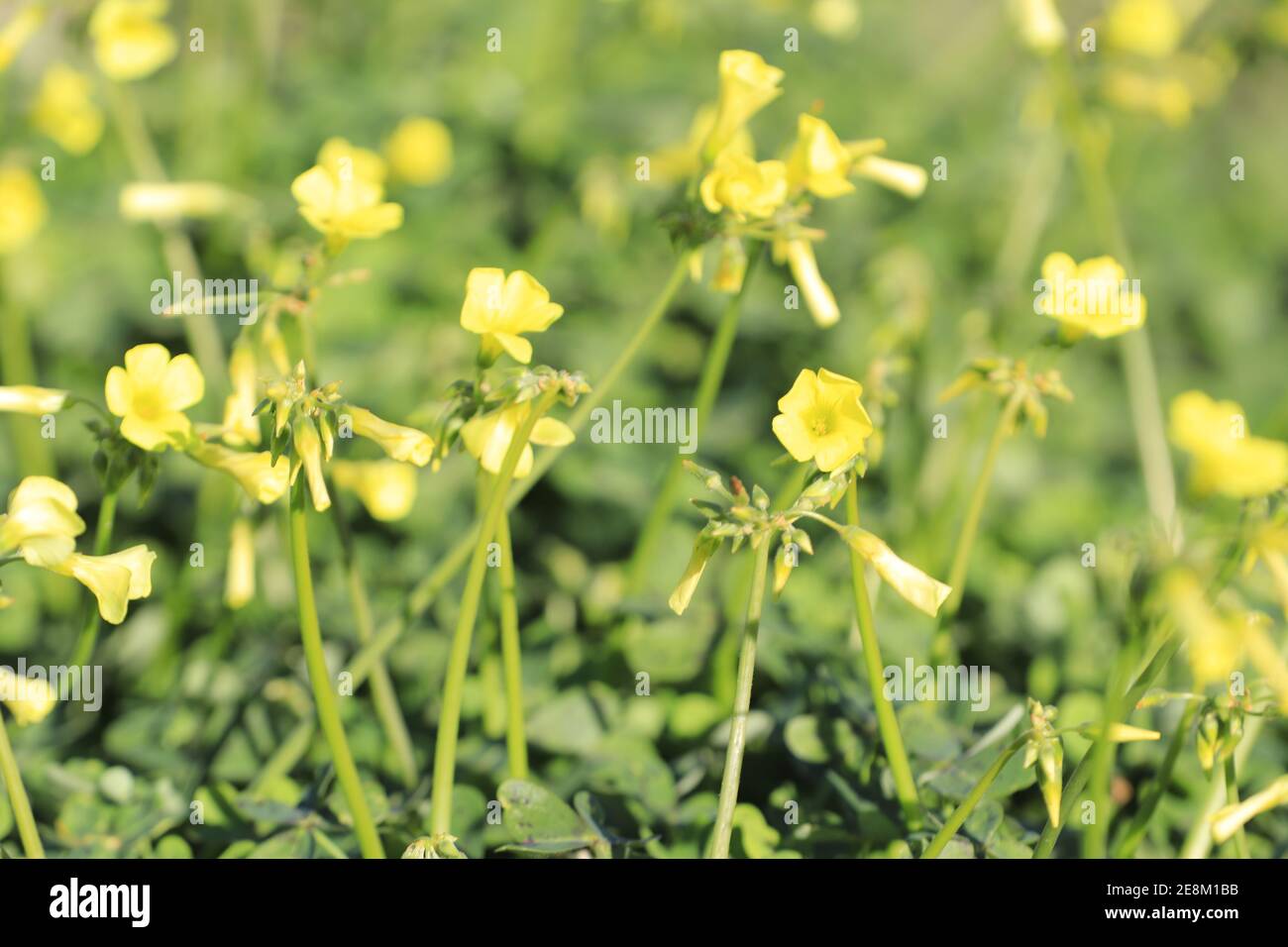 Acid Yellow Flowers High Resolution Stock Photography And Images Alamy