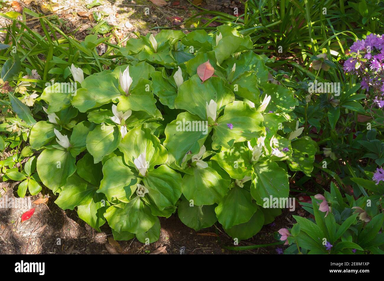 White trilliums Trillium Grandiflorum enjoying dappled shady conditions in an English garden in May Stock Photo