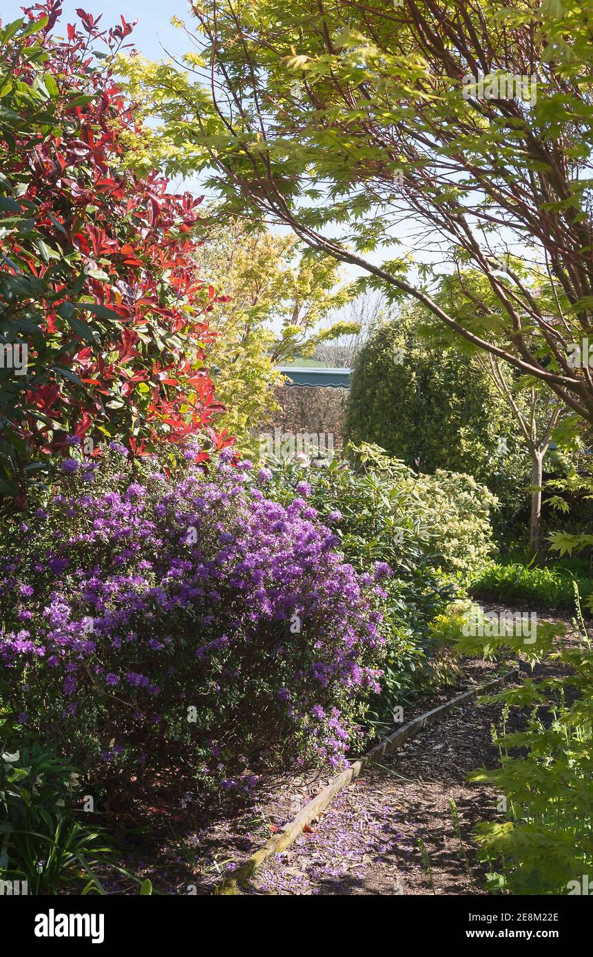 Down a cottage garden path to an area of ornamental shrubs and trees including Robinia Red Robin and flowering azalea in May Stock Photo
