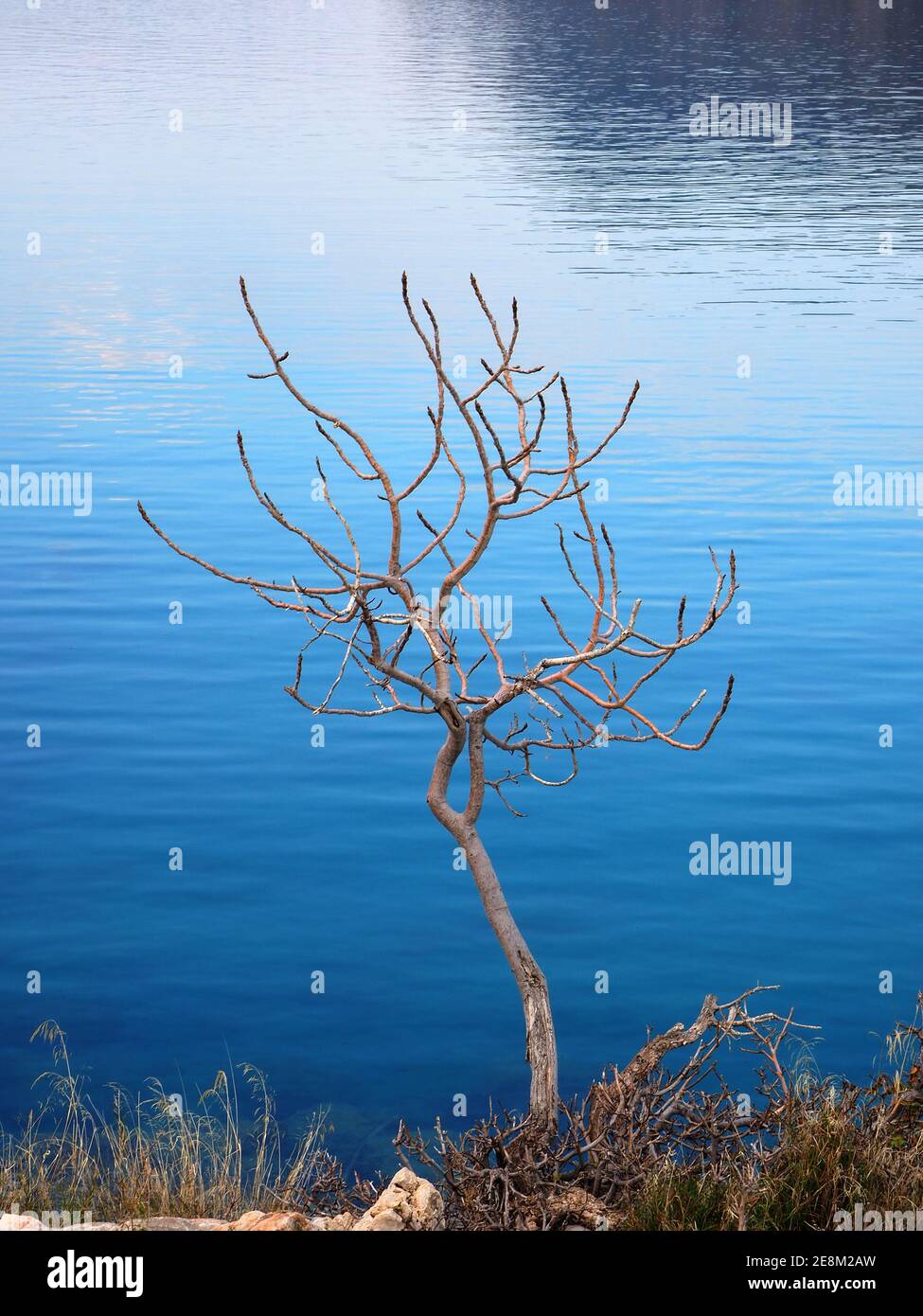 Solitary tree by the sea in winter, Greece Stock Photo