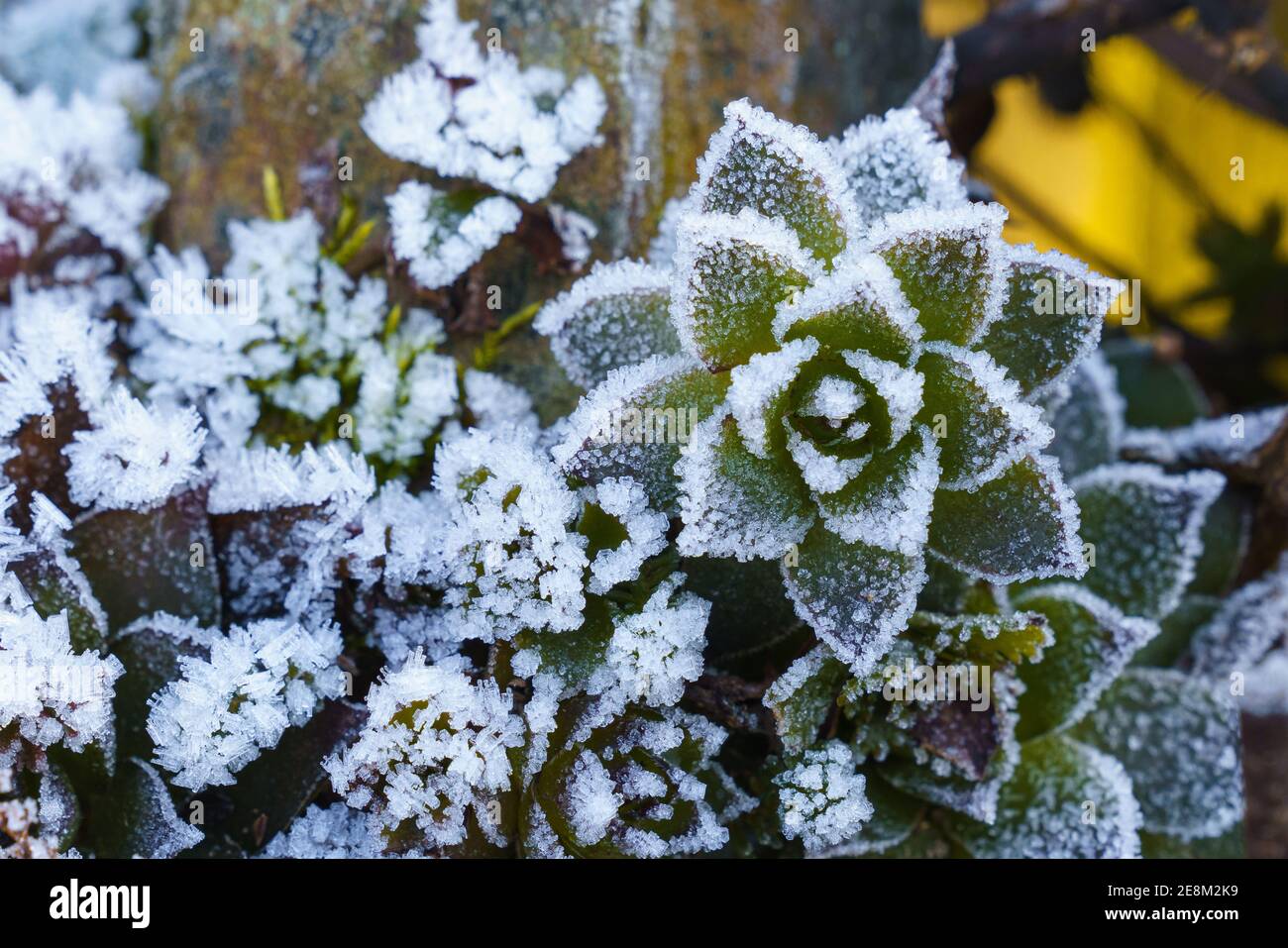 Plants covered with frost hi-res stock photography and images - Alamy