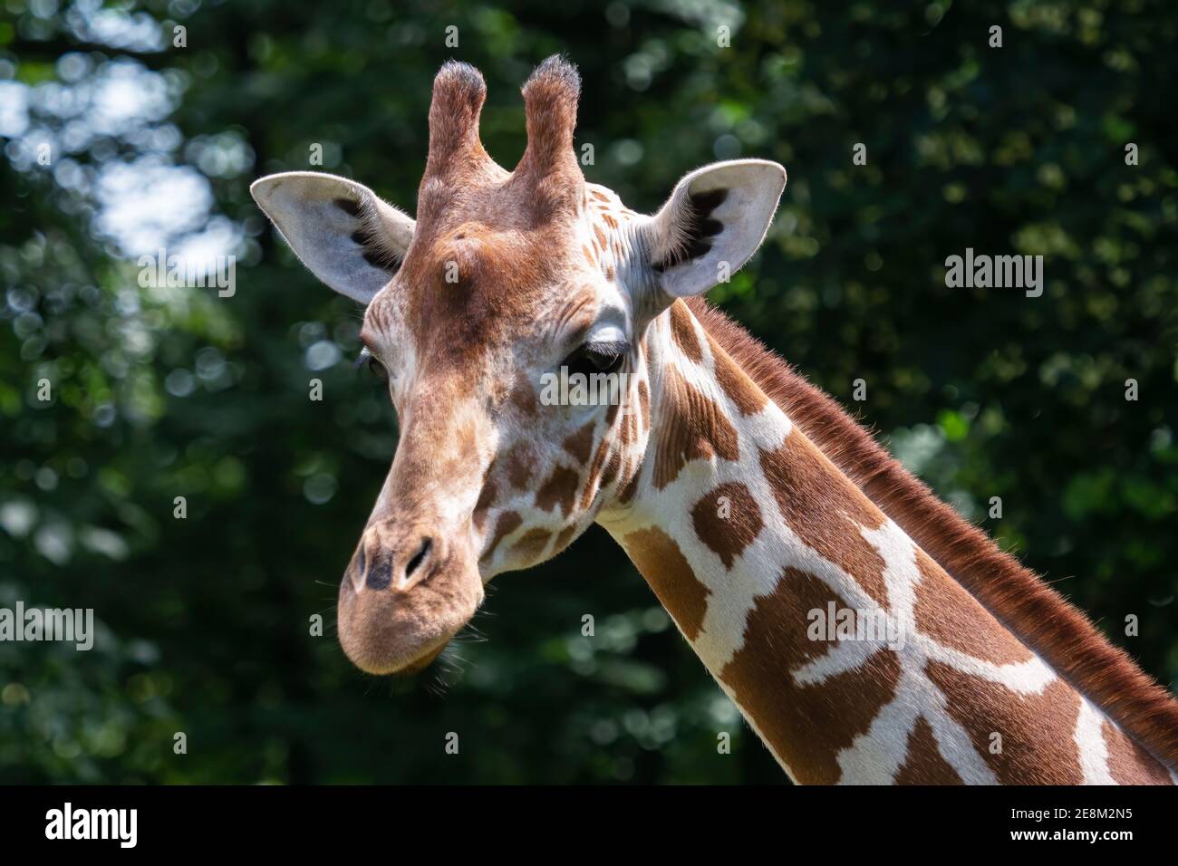 Portrait of Reticulated Giraffe, Giraffa camelopardalis reticulata, also known as the Somali giraffe. Stock Photo