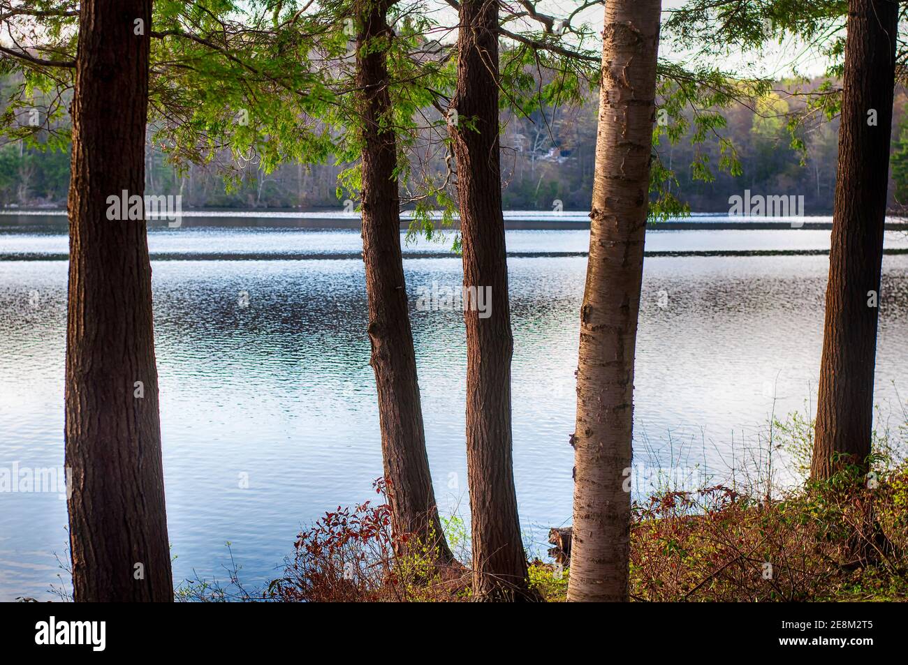 a view of Burr Pond through the trees in torrington connecticut on a spring day in litchfield connecticut. Stock Photo