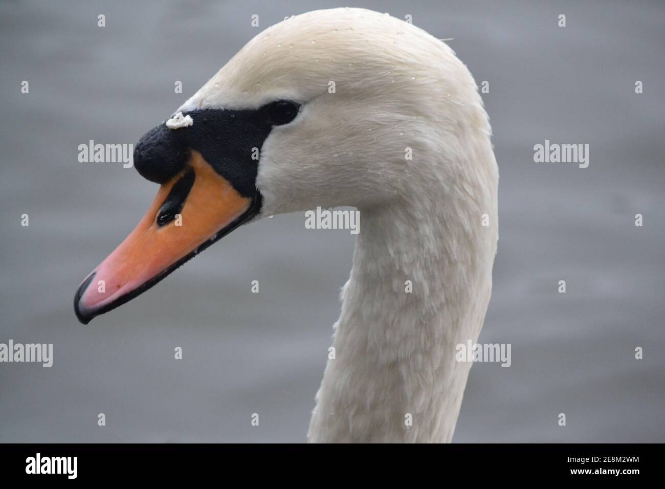 Close Up Of A Mute Swans Head - Anatidae Family - Orange Beak - Waterfowl Bird - Overcast Winters Day - Sussex - UK Stock Photo