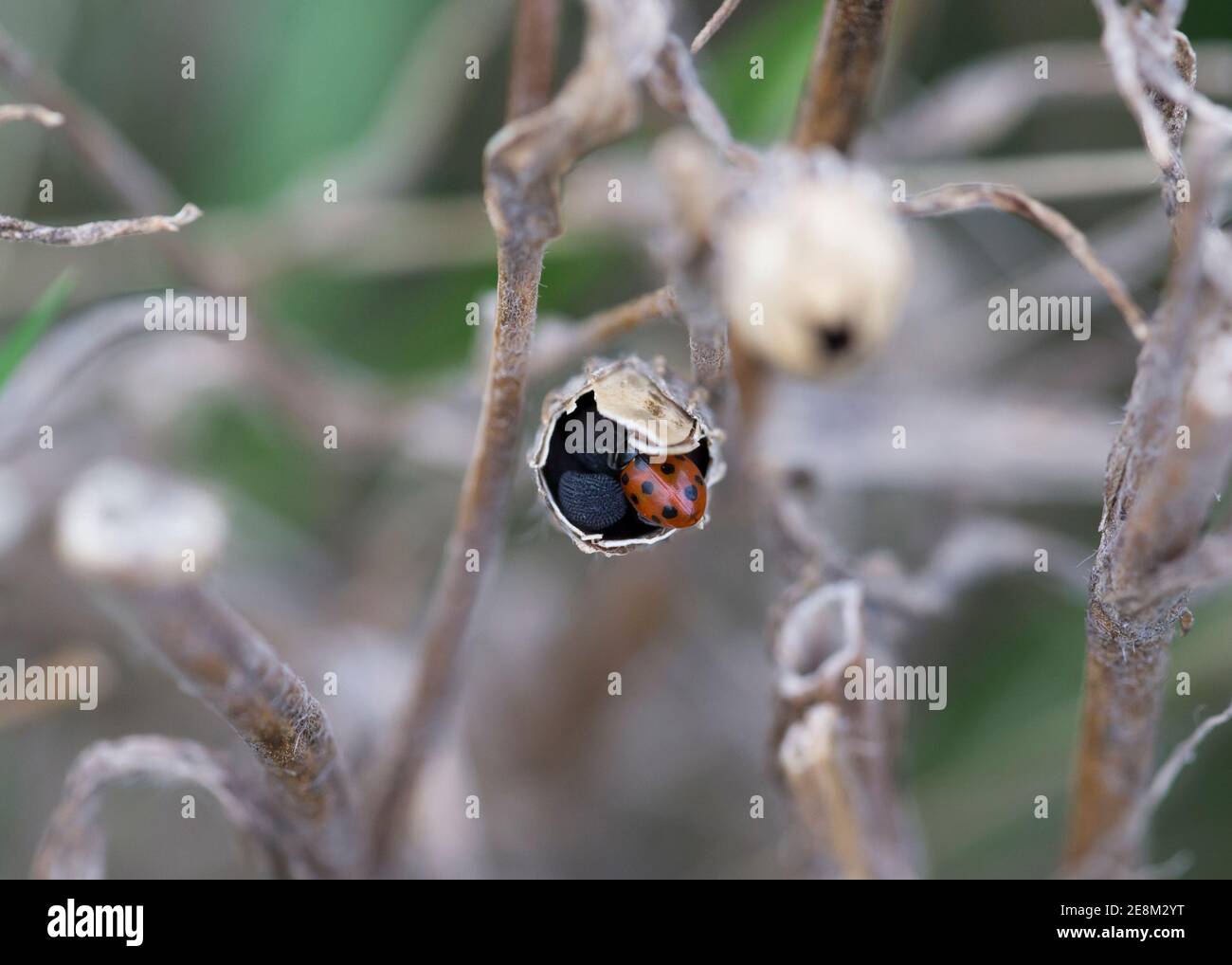 11 spot ladybird enters corncockle seed capsule to hibernate or shelter. Stock Photo