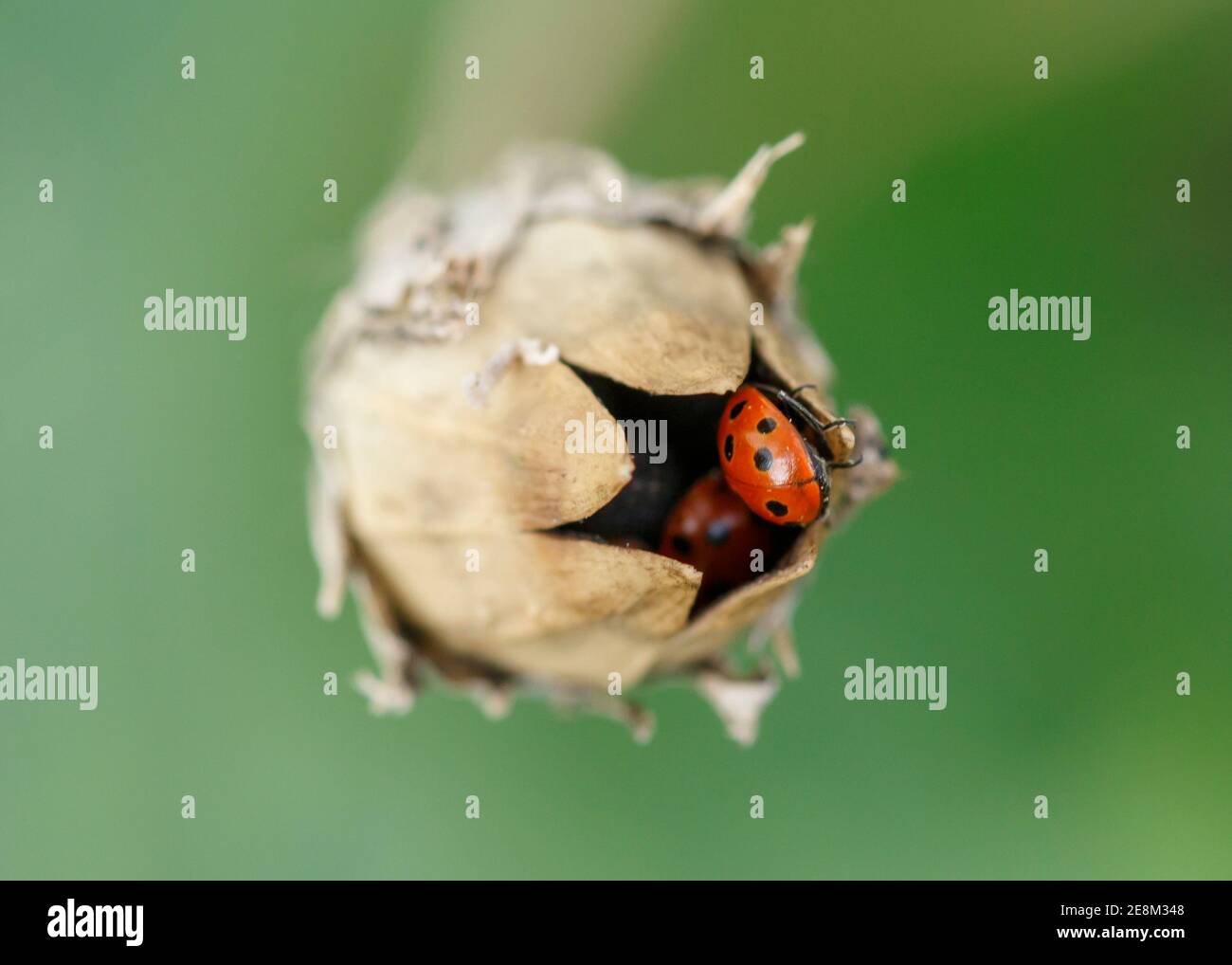 11 spot ladybirds hibernating or sheltering in seed head Stock Photo