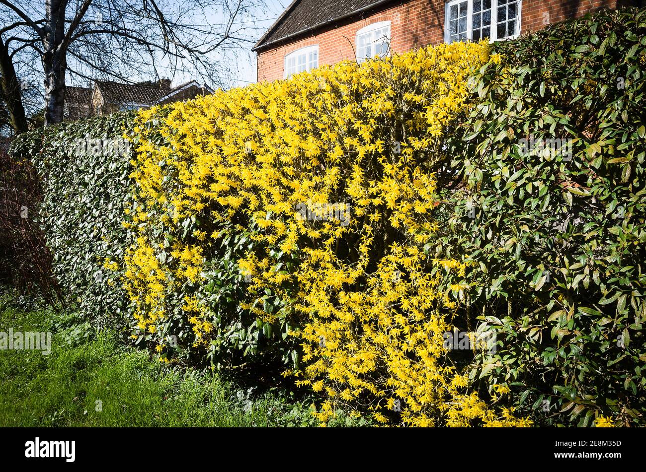 Flowering forsythia plants forming segments of a continuous hedge comprising a mixture of subjects in an English garden in UK Stock Photo