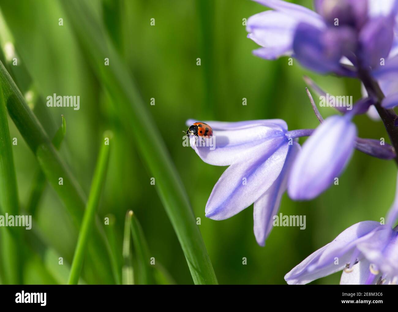 11 spot ladybird sitting on Spanish bluebell flower Stock Photo