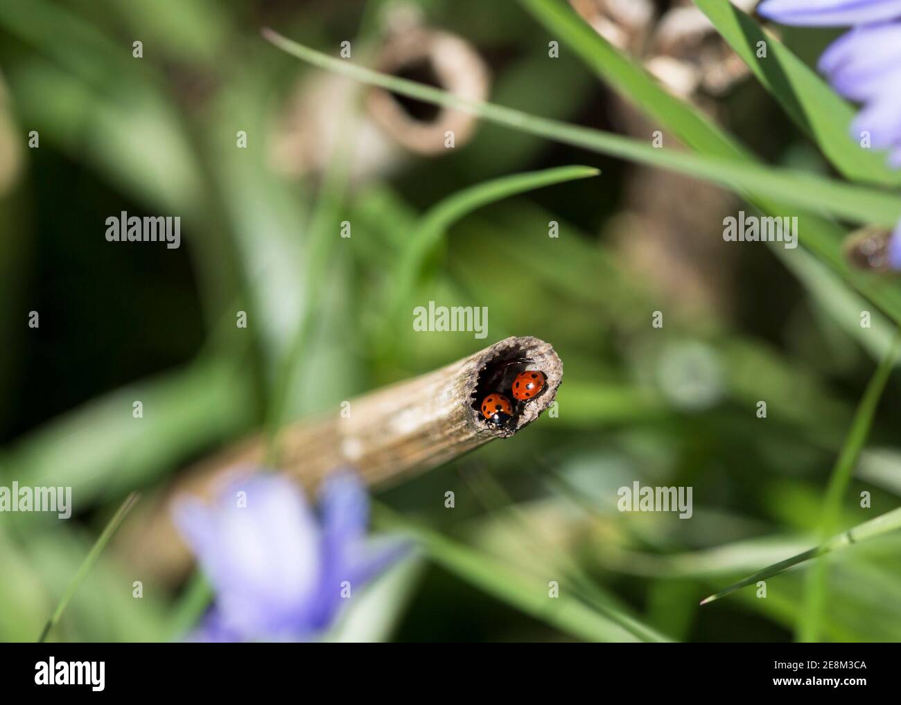 11 spot ladybirds sitting at entrance to hollow stem which they use for shelter Stock Photo