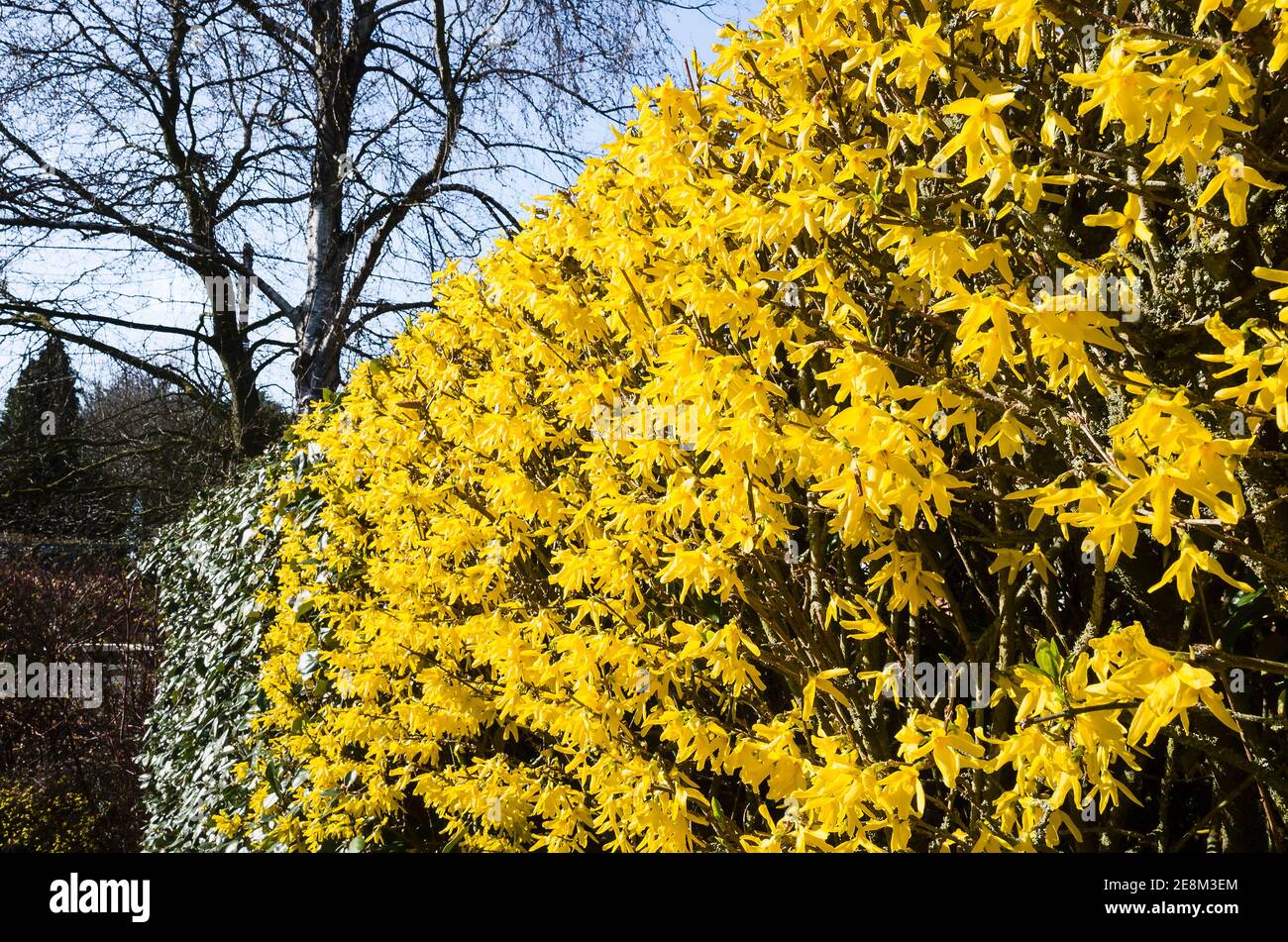Flowering forsythia plants forming segments of a continuous hedge comprising a mixture of subjects in an English garden in UK Stock Photo