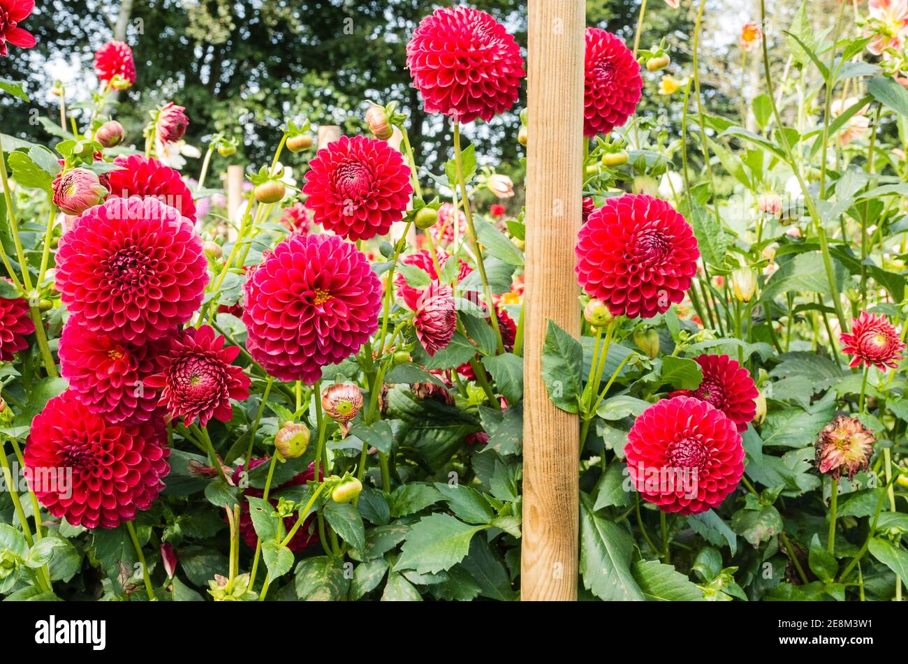 Bright red flowers of Dahlia Danjo Doc growing in a nursery field in Hampshire showing one of the poles supporting a frame of support netting as the plants grow taller Stock Photo