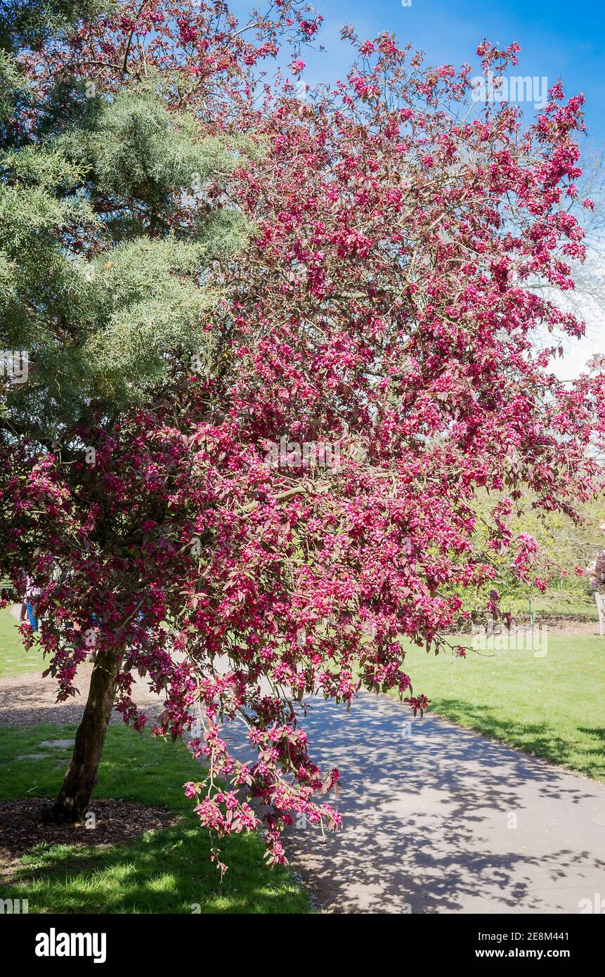 Malus x moerlandsii Profusion in flower in an English garden in late Spring (May) Stock Photo