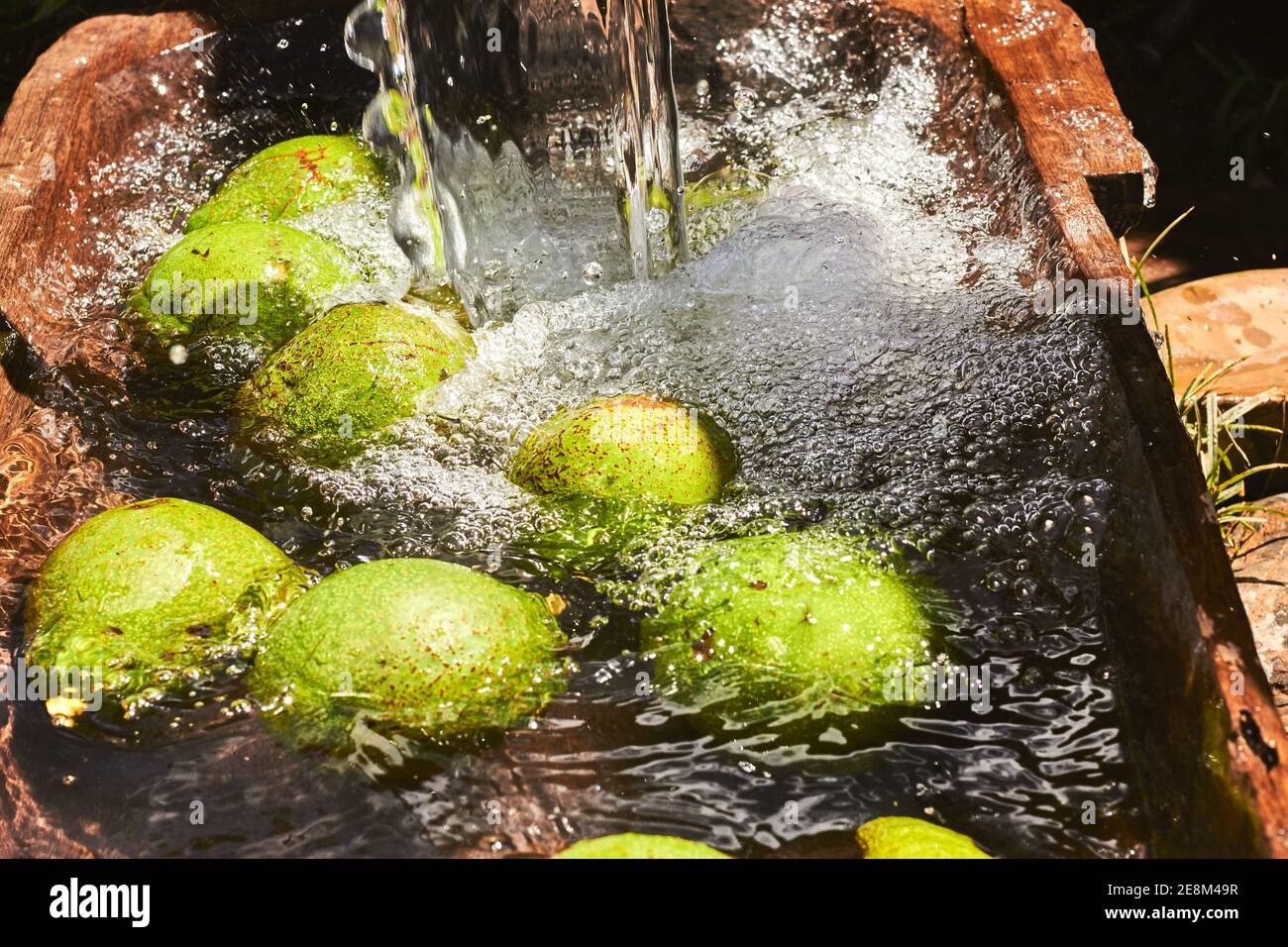 A top view closeup view of green and yellow avocados under pouring