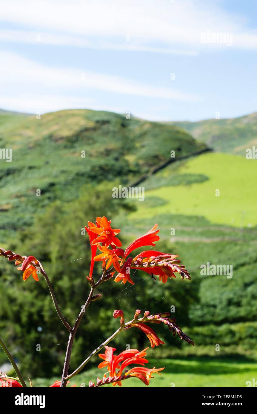 Flowering Crocosmia or montbretia in an English country garden in Martindale Cumbria England UK Stock Photo