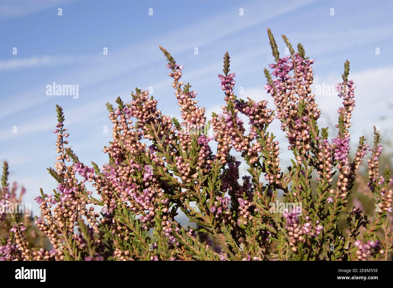 Purple heather, latin name Calluna vulgaris, blooming on heathland in Surrey. Stock Photo
