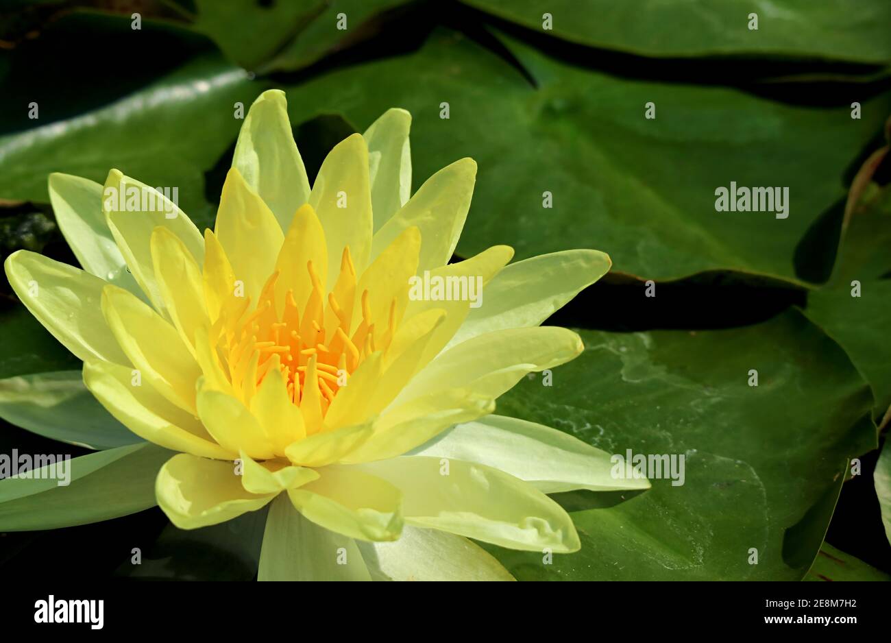 WATER PLANTS POND PLANT 1 X MOOREI YELLOW   UK HARDY WATER LILLIES 