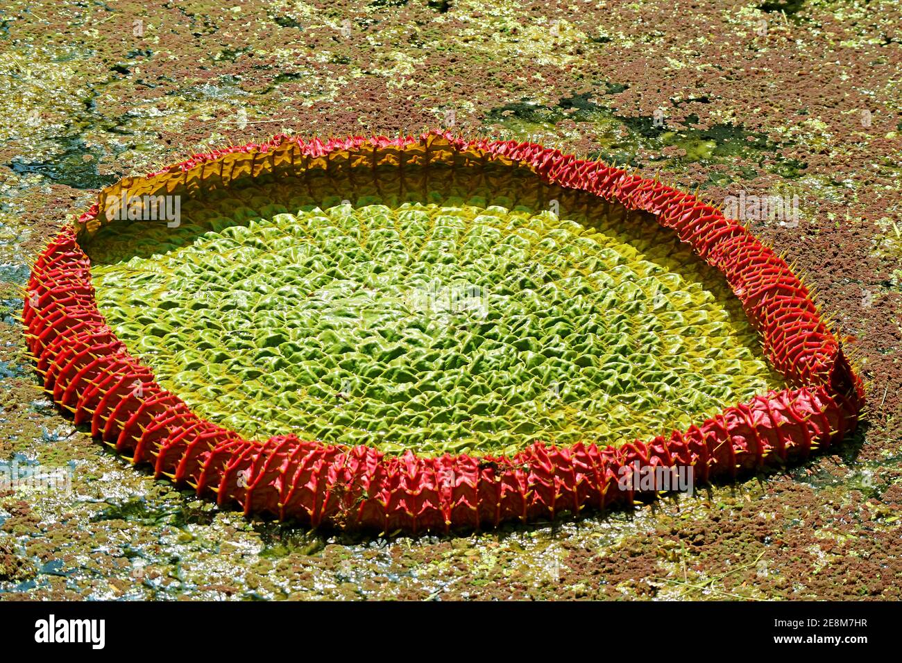 Amazing Immature Water Lily Pad of Victoria Amazonica in the Pond Stock Photo