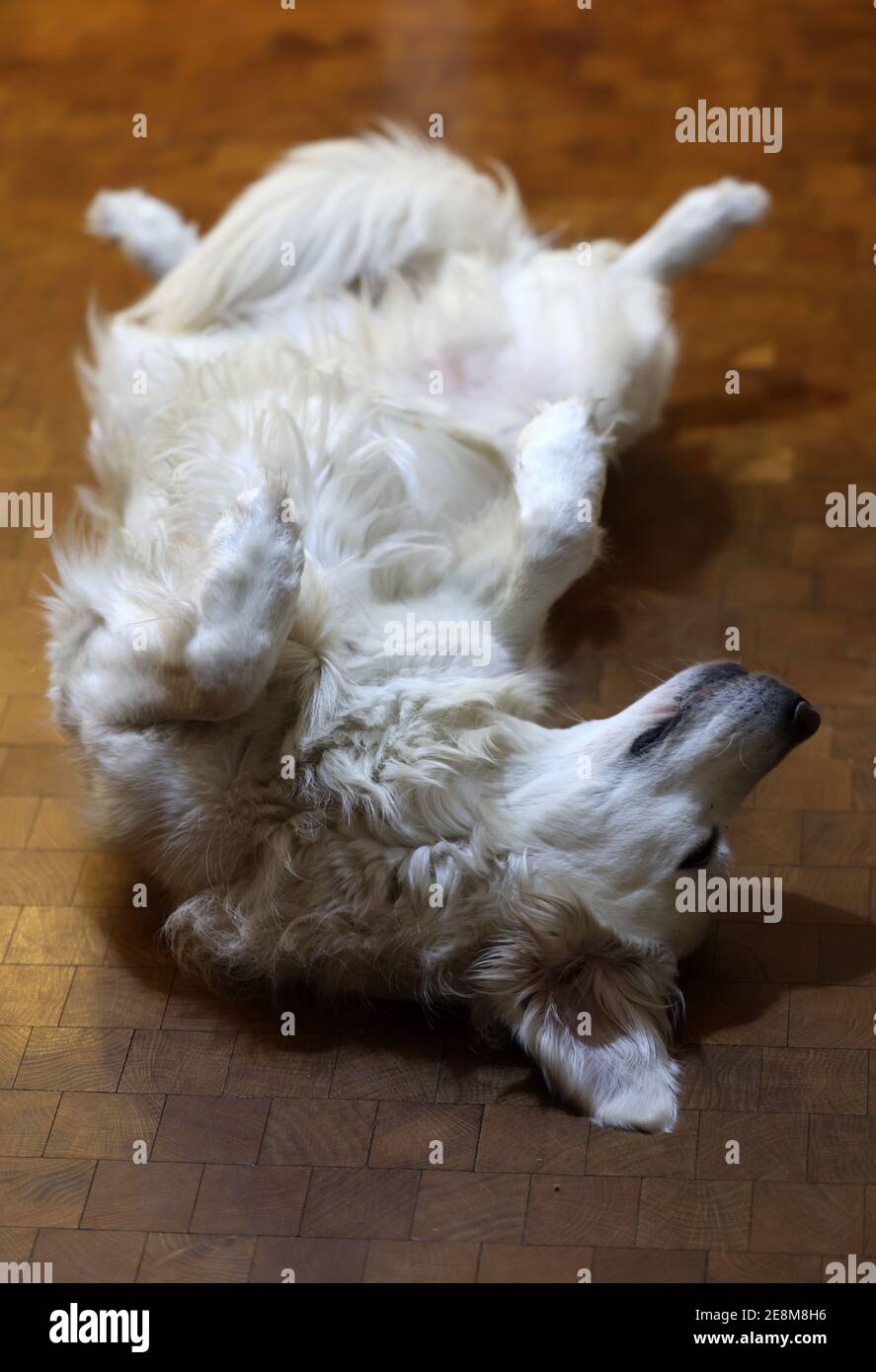 Golden retriever lying on his back and inviting to play Stock Photo - Alamy