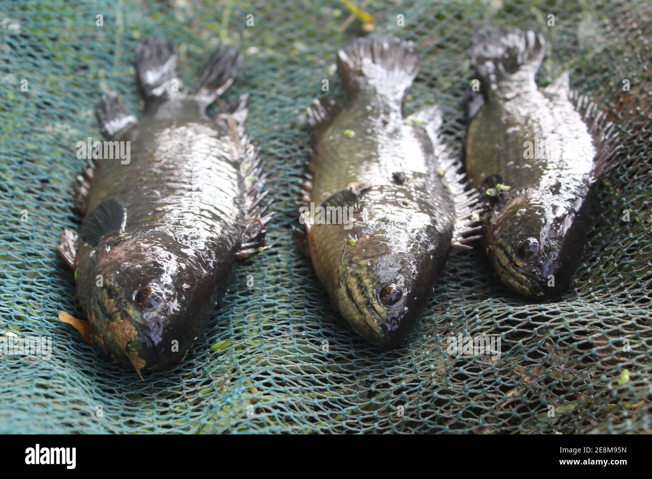 Fresh fish from river hi-res stock photography and images - Page 6 - Alamy