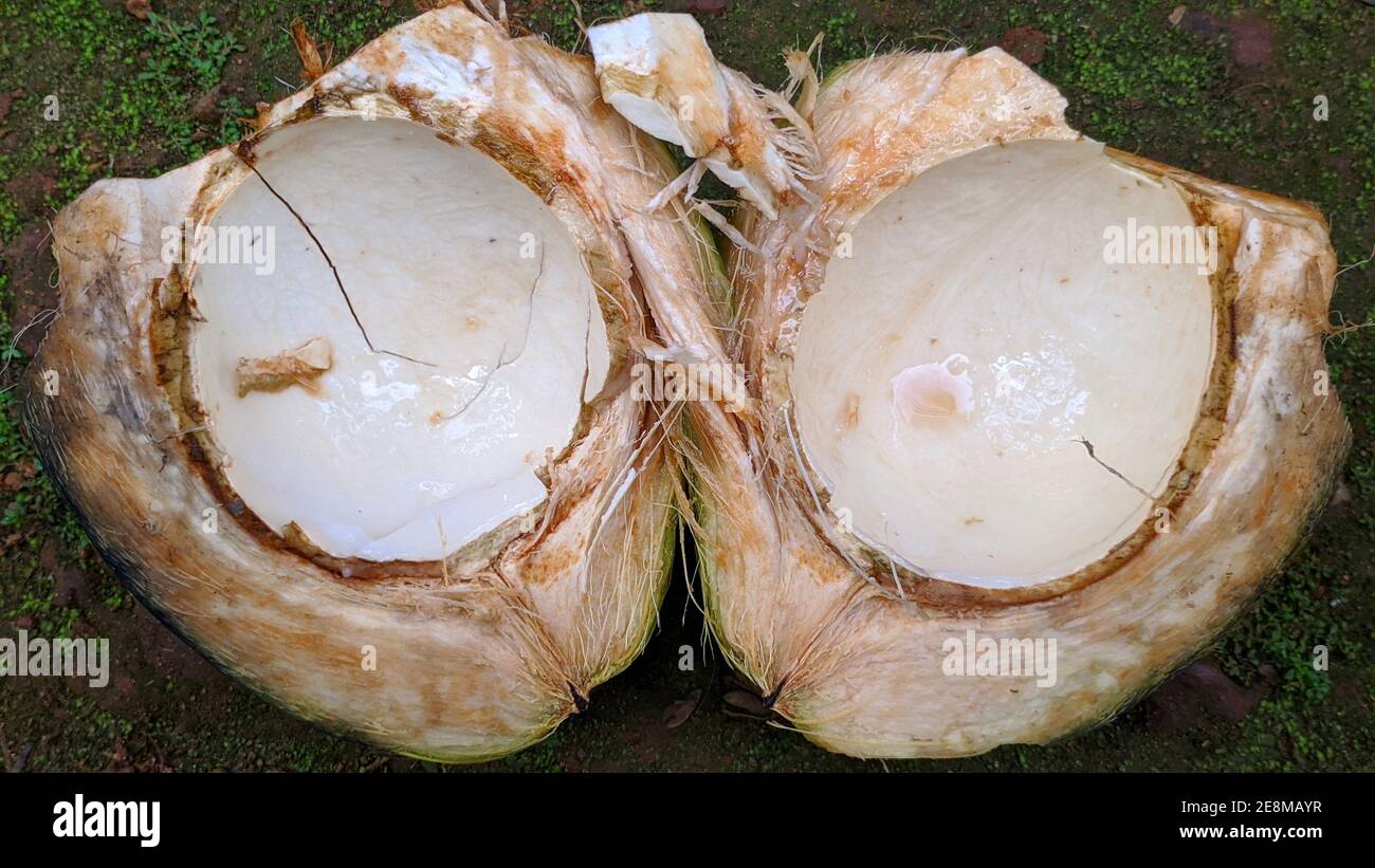 shell of tender coconuts into two pieces Stock Photo