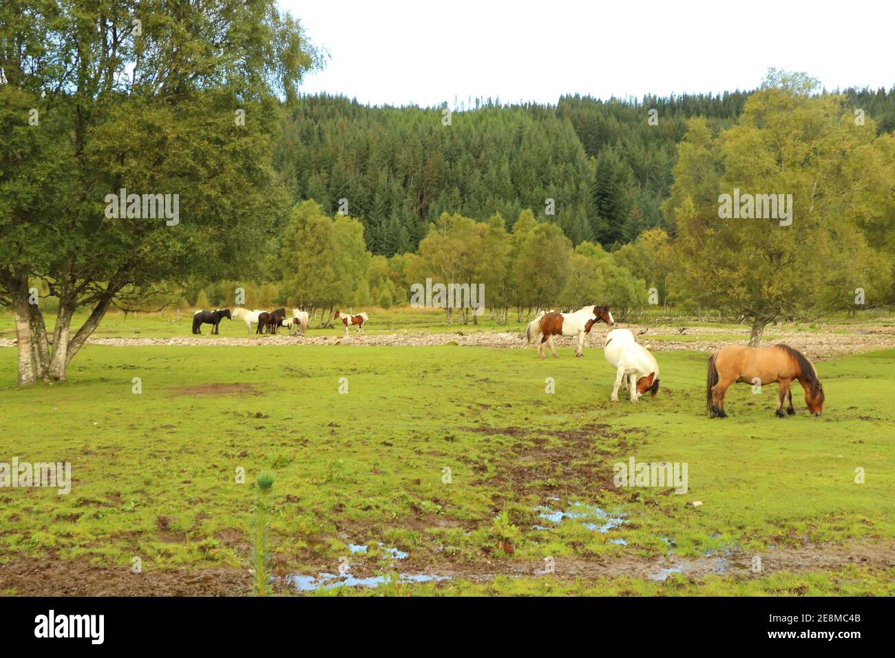 Grazing in the fields in the glen Stock Photo