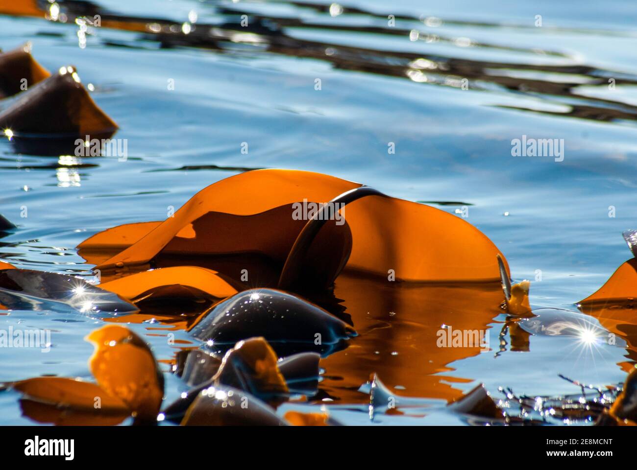 Kelp fronds exposed at low water, Laminaria digitata. Stock Photo
