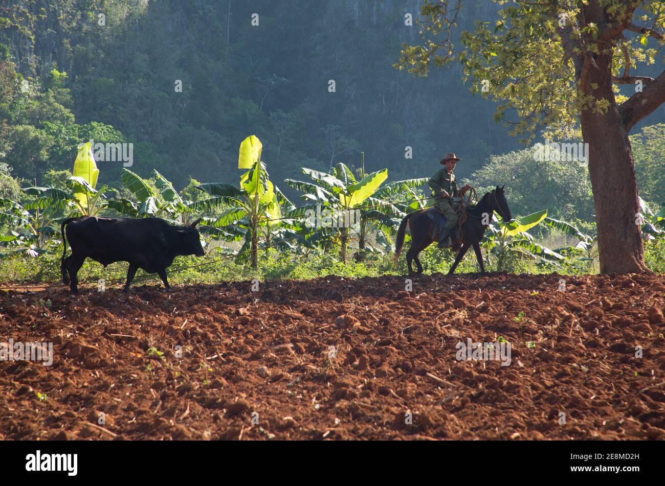 Cowboy on horse leading an Ox across ploughed field, The Vinales Valley, Pinar del Rio, Cuba Stock Photo
