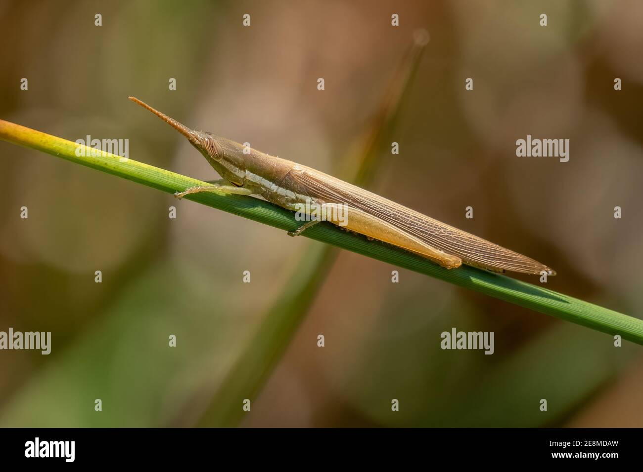 A Cattail Toothpick Grasshopper (Leptysma marginicollis) clings to a green stem. Raleigh, North Carolina. Stock Photo
