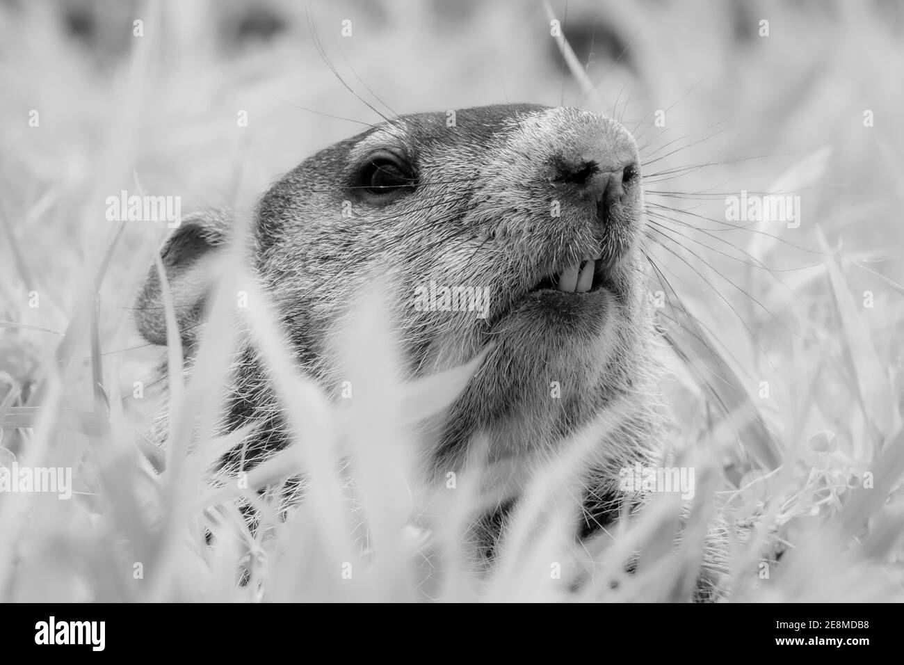 Black and white of a Groundhog (Marmota monax) peeking from its burrow. Raleigh, North Carolina. Stock Photo