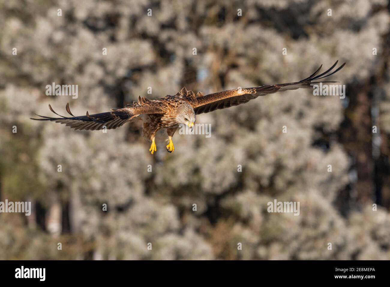 red kite milvus milvus flying with frosty trees Stock Photo